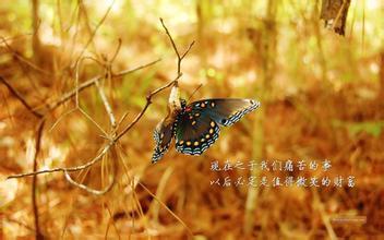 星耀娱乐圈全集下载